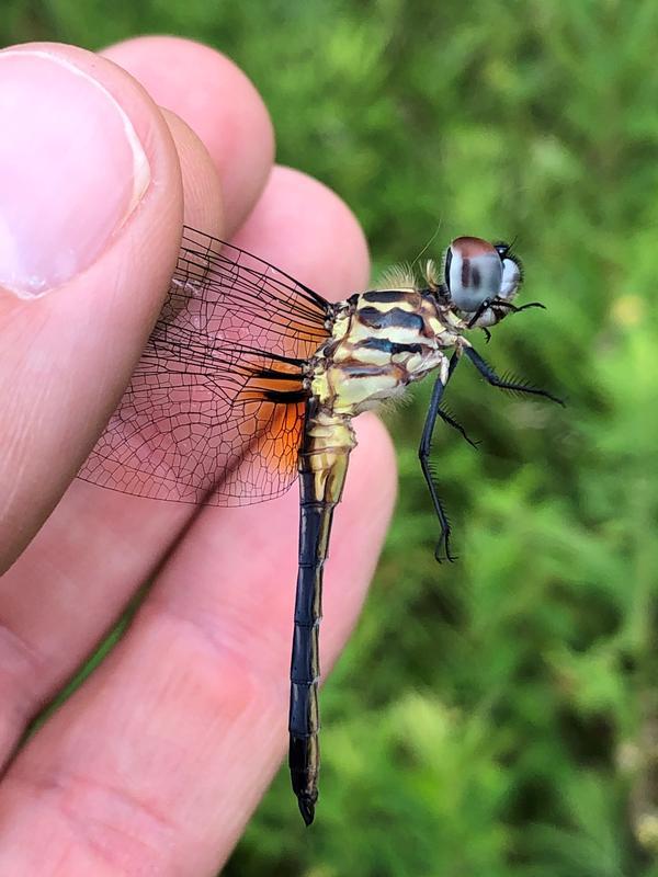 Photo of Blue Dasher