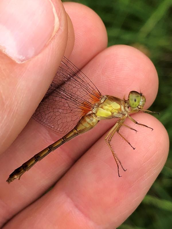 Photo of Autumn Meadowhawk