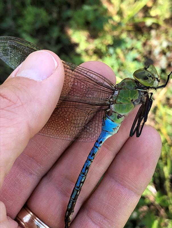 Photo of Common Green Darner