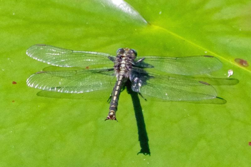 Photo of Horned Clubtail