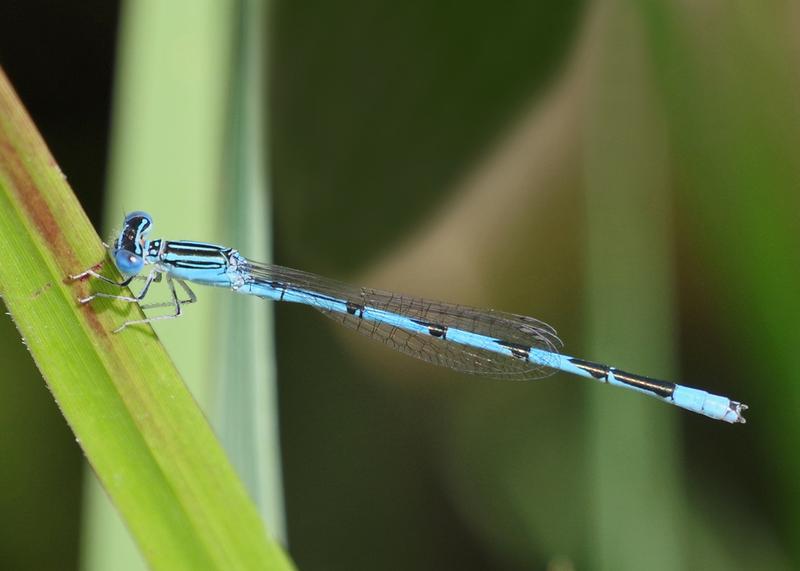 Photo of Double-striped Bluet