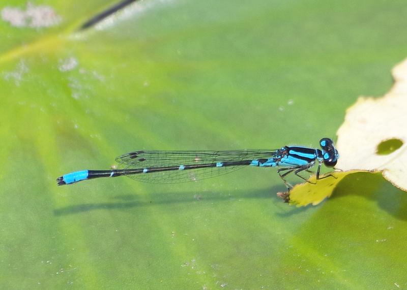 Photo of Skimming Bluet