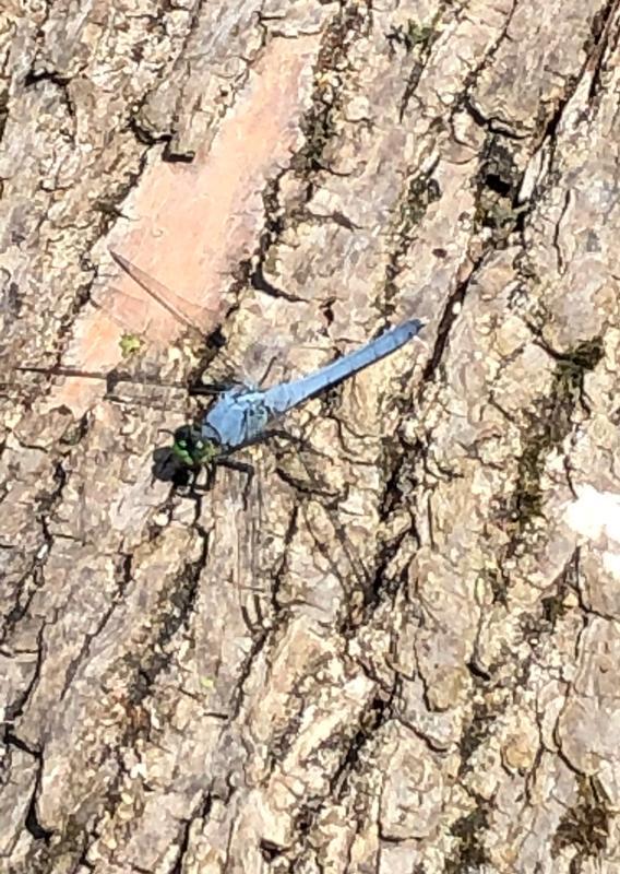 Photo of Eastern Pondhawk