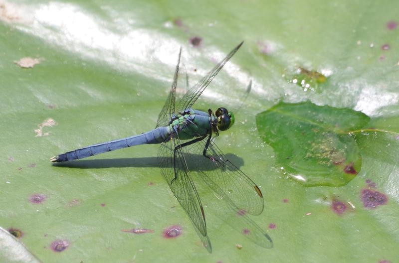 Photo of Eastern Pondhawk