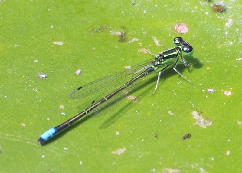 Photo of Eastern Forktail