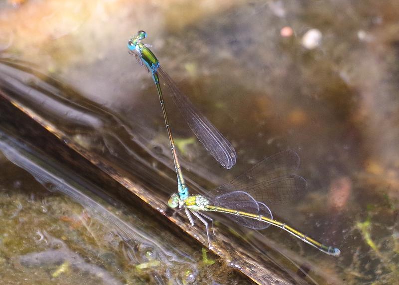 Photo of Sedge Sprite