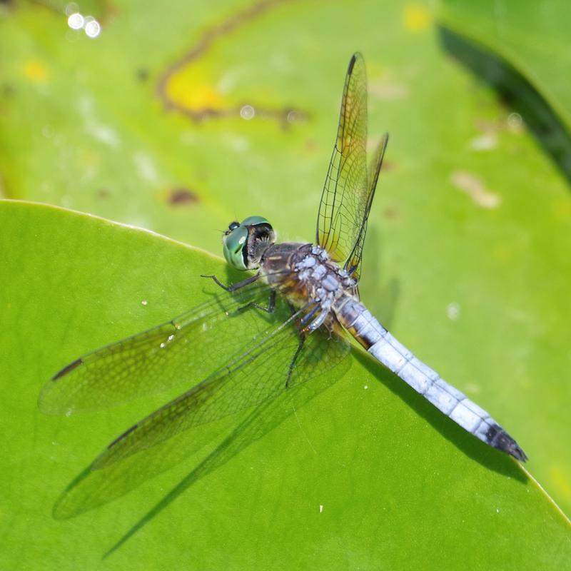 Photo of Blue Dasher