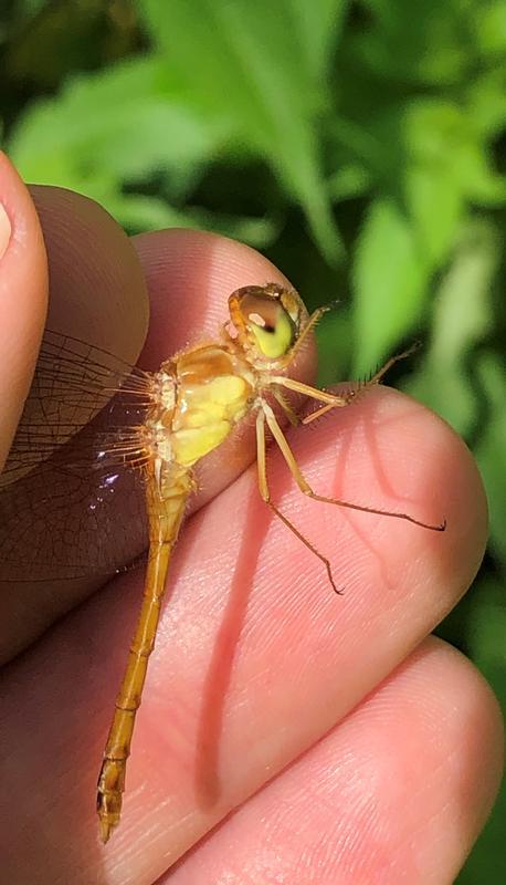 Photo of Autumn Meadowhawk