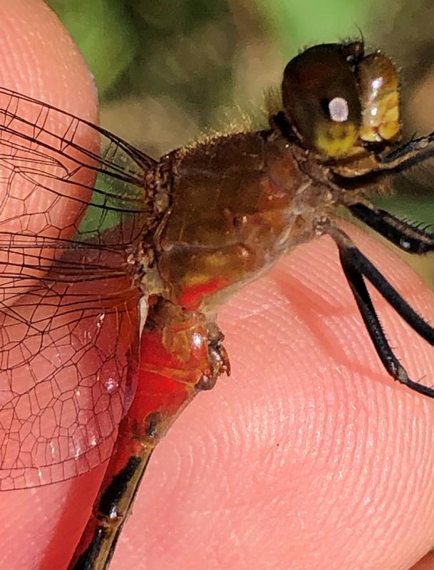 Photo of Ruby Meadowhawk