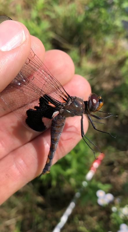 Photo of Black Saddlebags