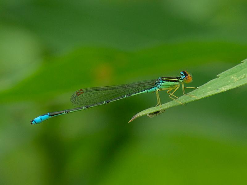 Photo of Rainbow Bluet