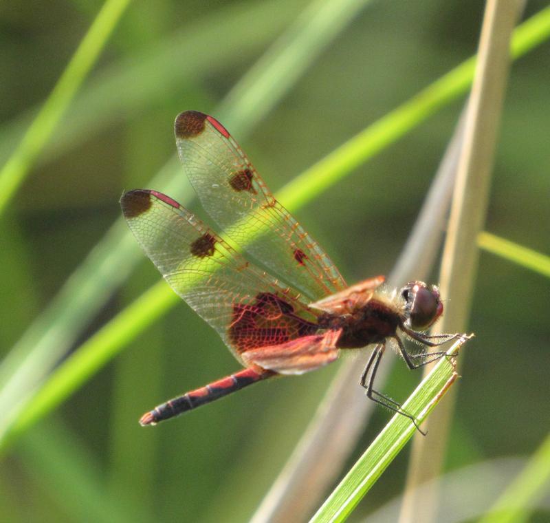 Photo of Calico Pennant