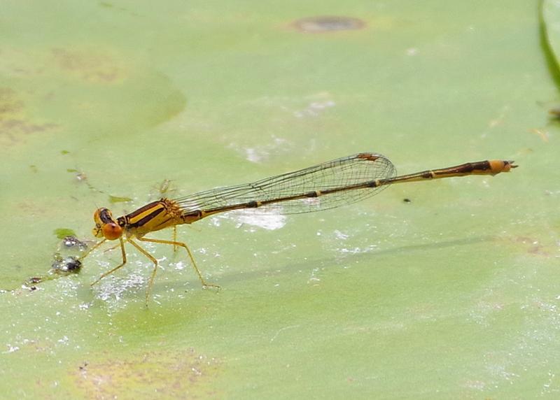 Photo of Orange Bluet