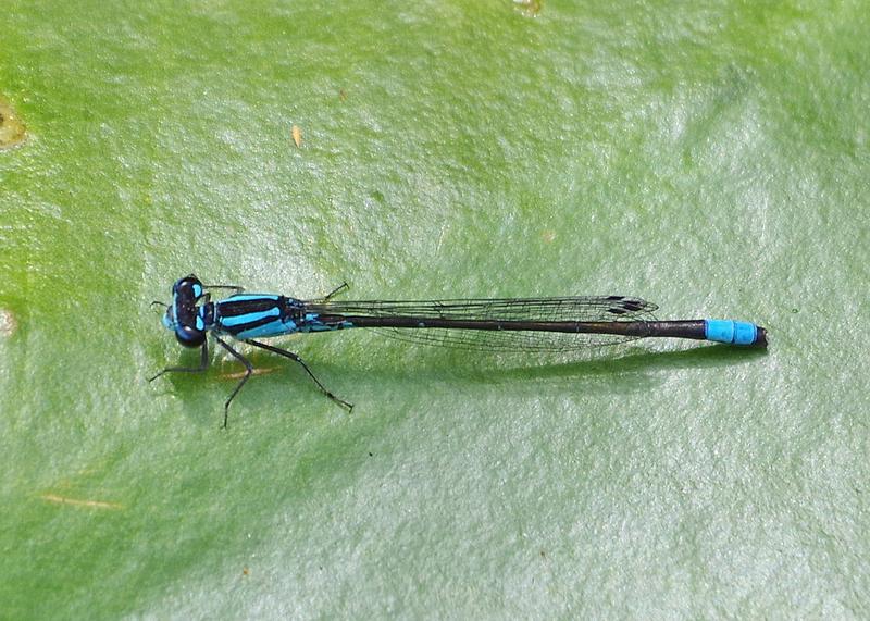 Photo of Skimming Bluet