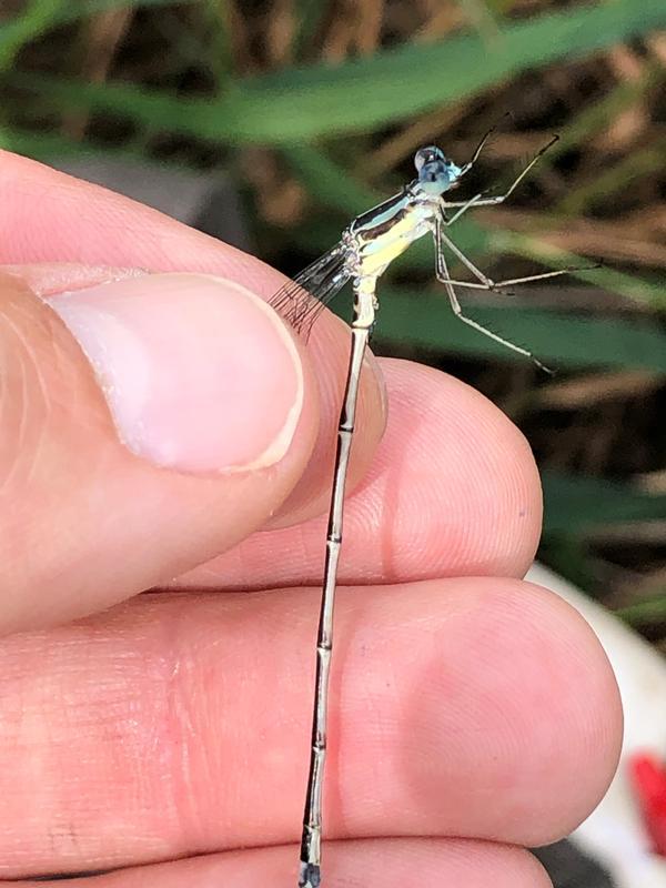 Photo of Slender Spreadwing