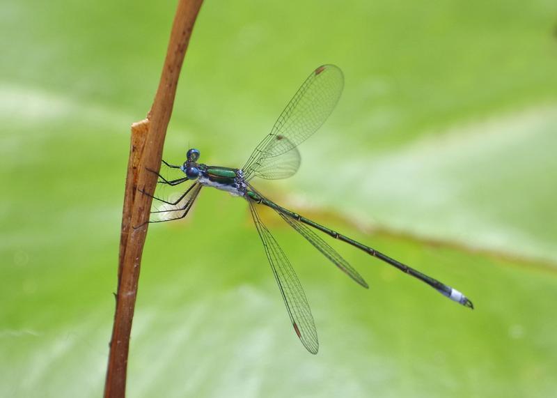 Photo of Swamp Spreadwing