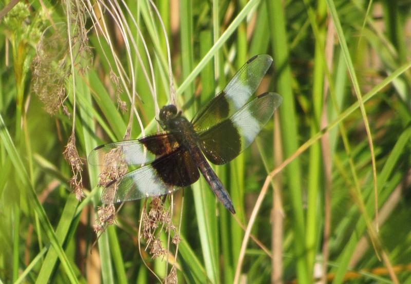 Photo of Widow Skimmer