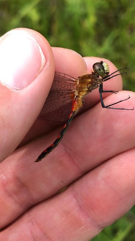 Photo of White-faced Meadowhawk