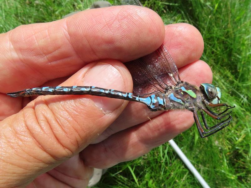 Photo of Canada Darner