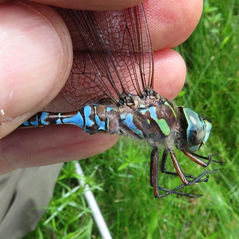 Photo of Canada Darner
