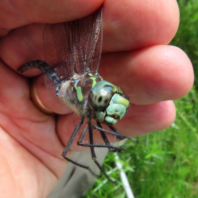 Photo of Canada Darner