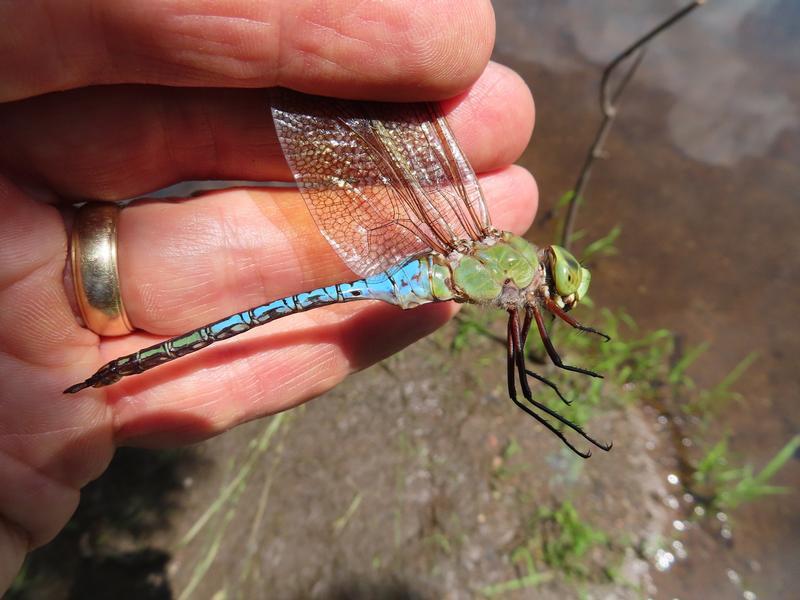 Photo of Common Green Darner