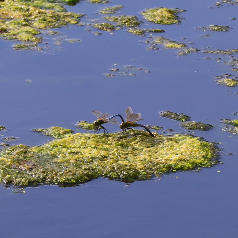 Photo of Common Green Darner