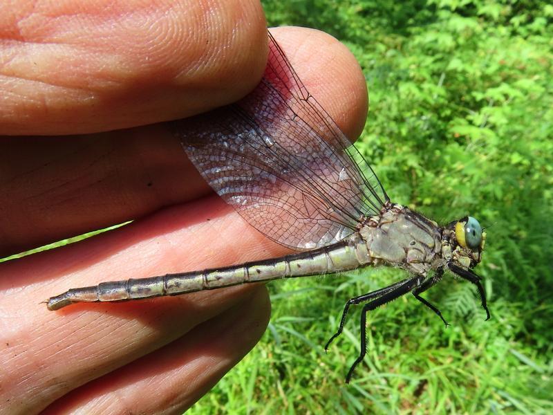 Photo of Lilypad Clubtail
