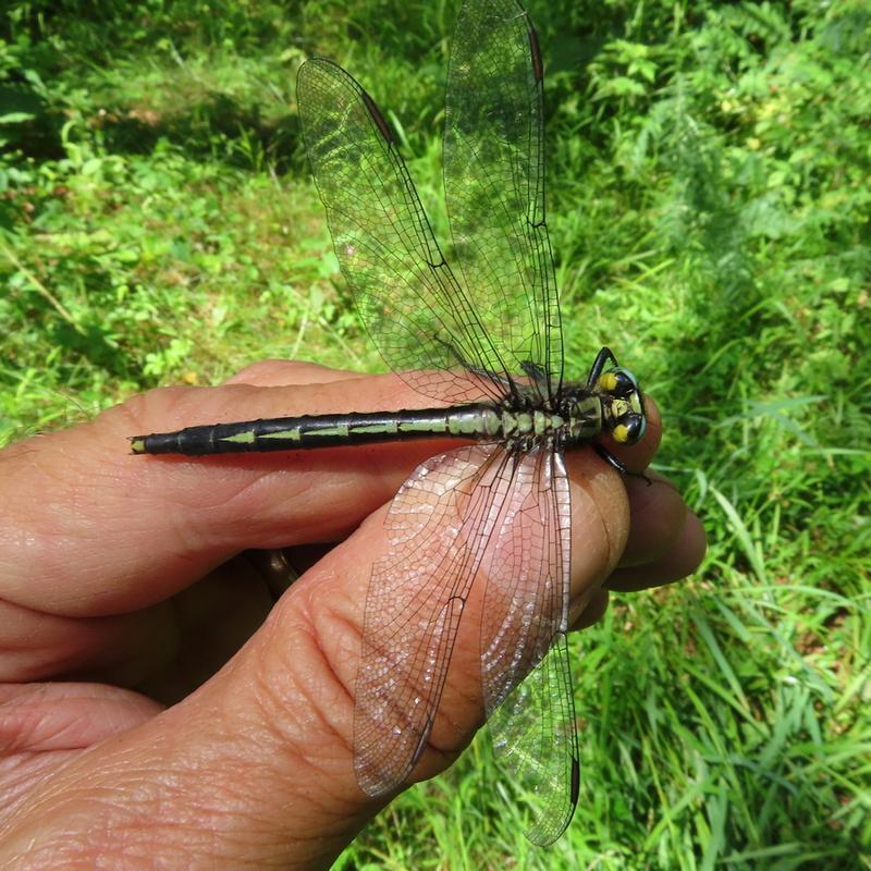 Photo of Lilypad Clubtail