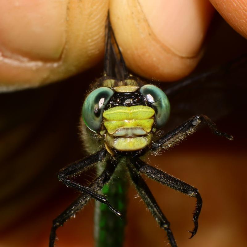 Photo of Lilypad Clubtail
