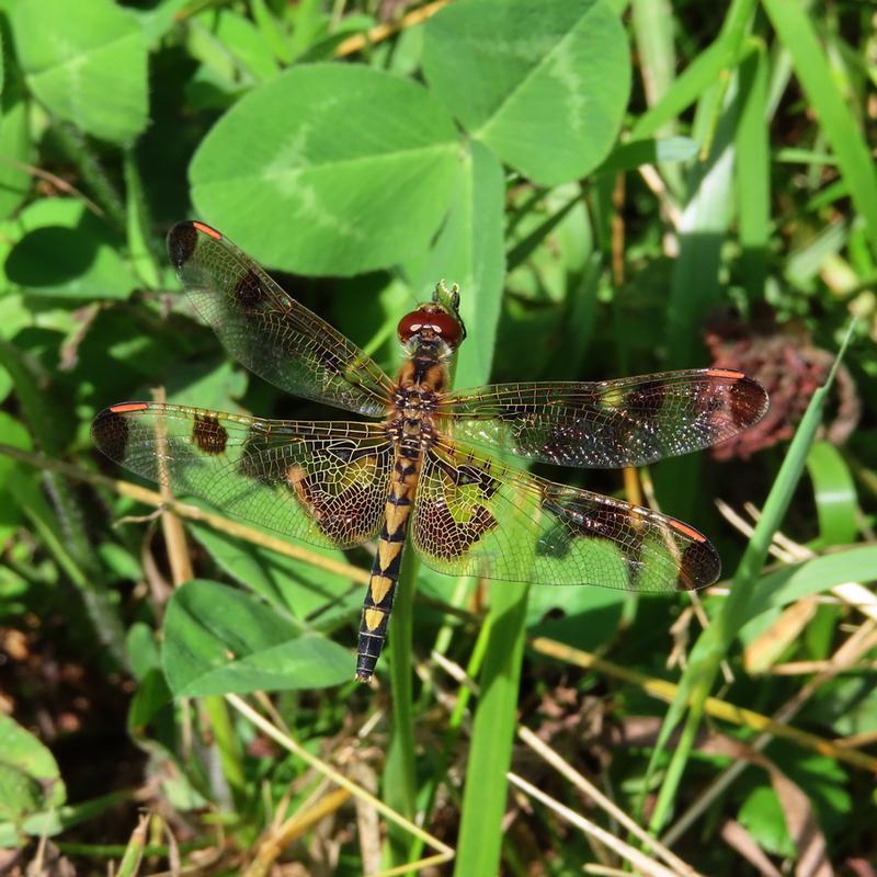 Photo of Calico Pennant