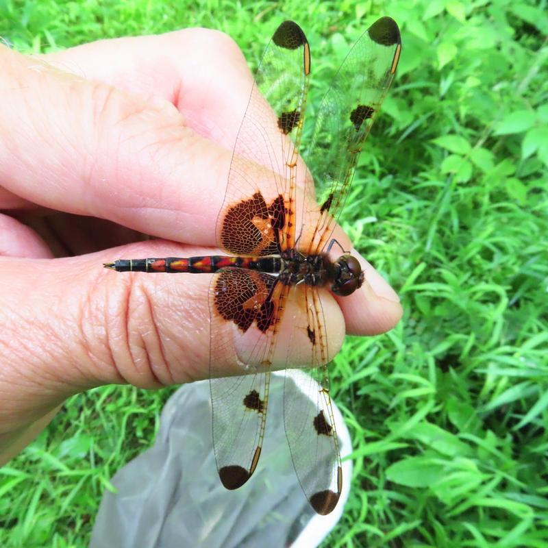 Photo of Calico Pennant
