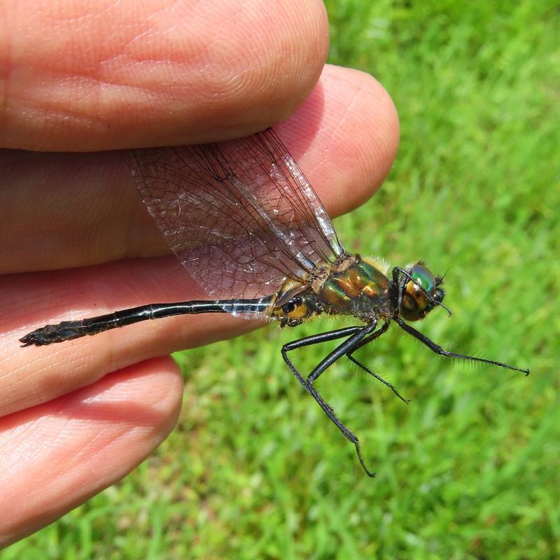 Photo of Racket-tailed Emerald