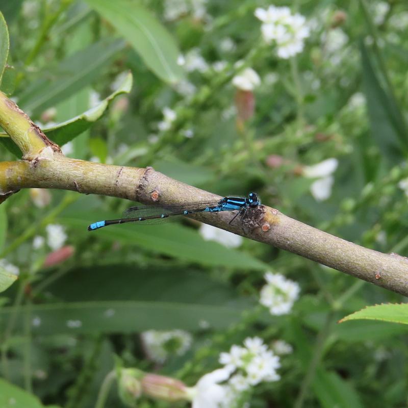 Photo of Skimming Bluet
