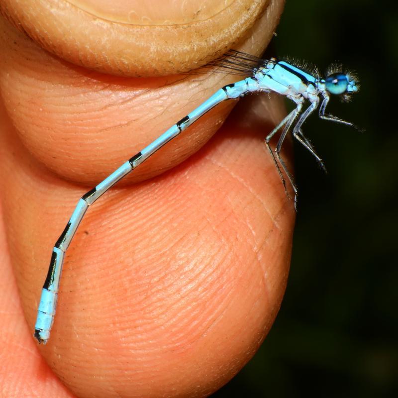 Photo of Hagen's Bluet