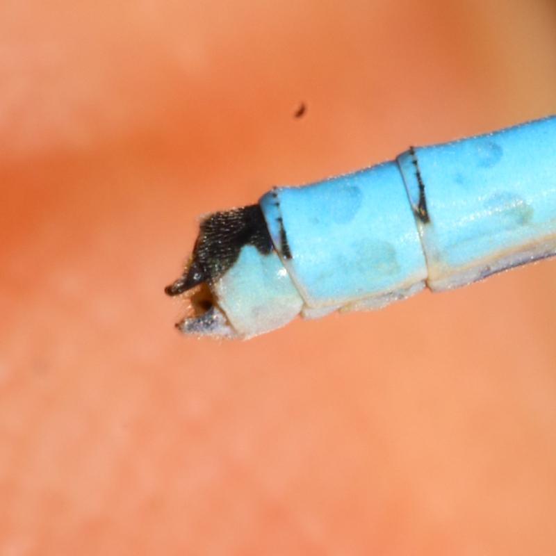 Photo of Hagen's Bluet