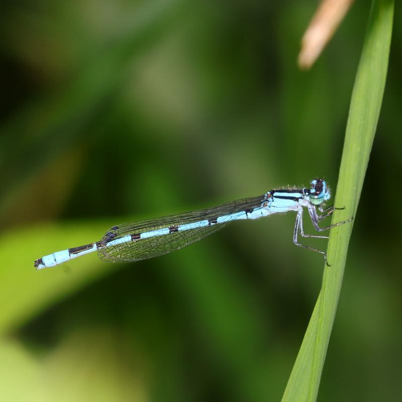 Photo of Marsh Bluet