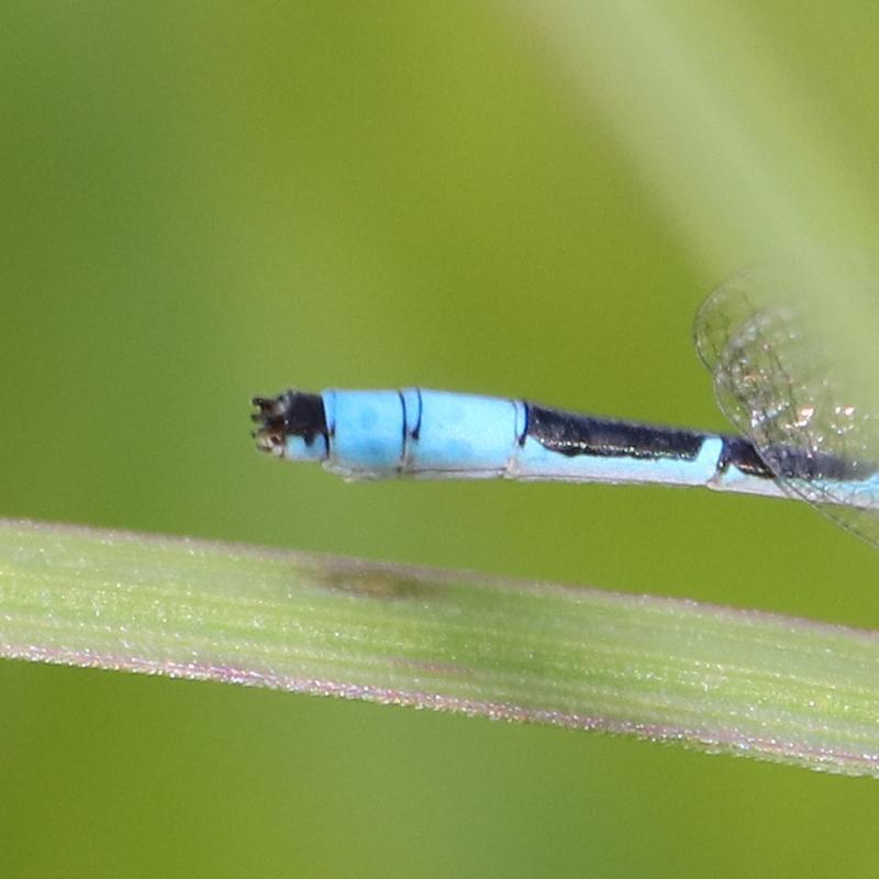 Photo of Marsh Bluet