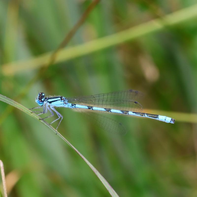Photo of Marsh Bluet