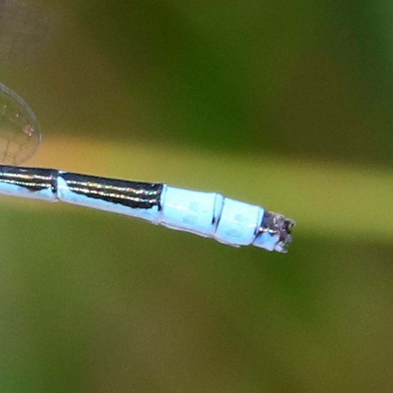 Photo of Marsh Bluet