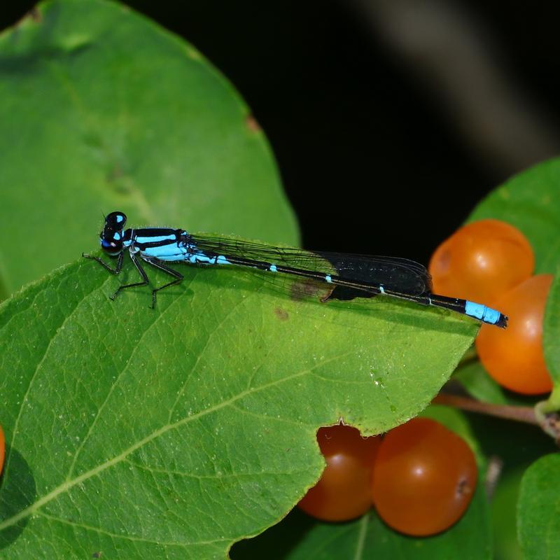 Photo of Skimming Bluet