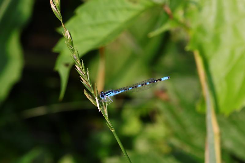 Photo of Tule Bluet
