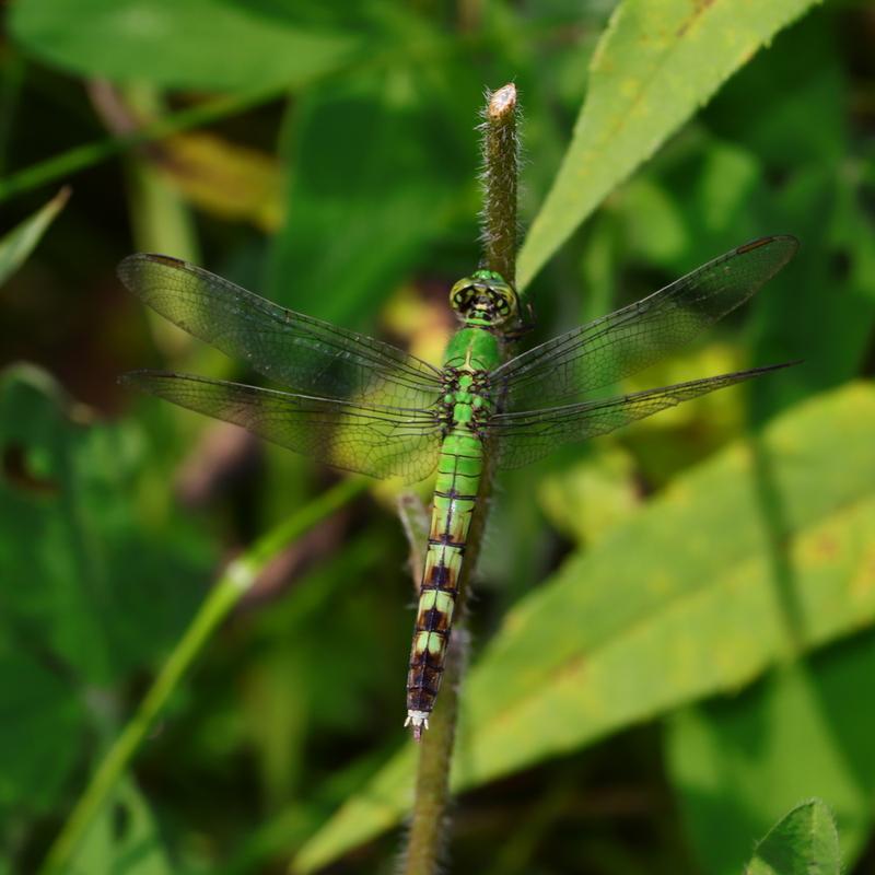 Photo of Eastern Pondhawk