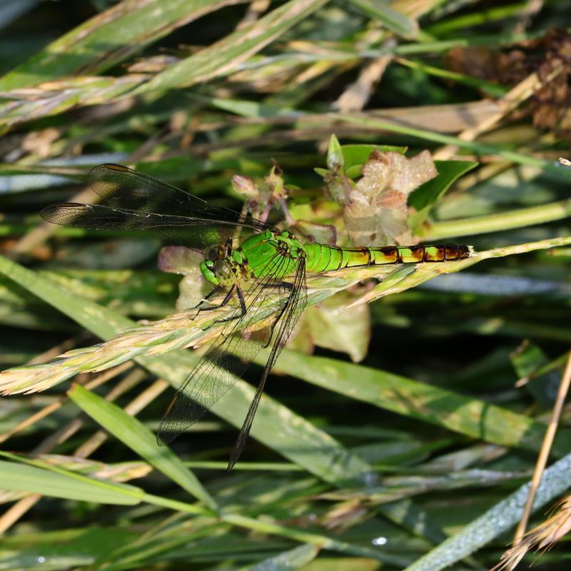Photo of Eastern Pondhawk