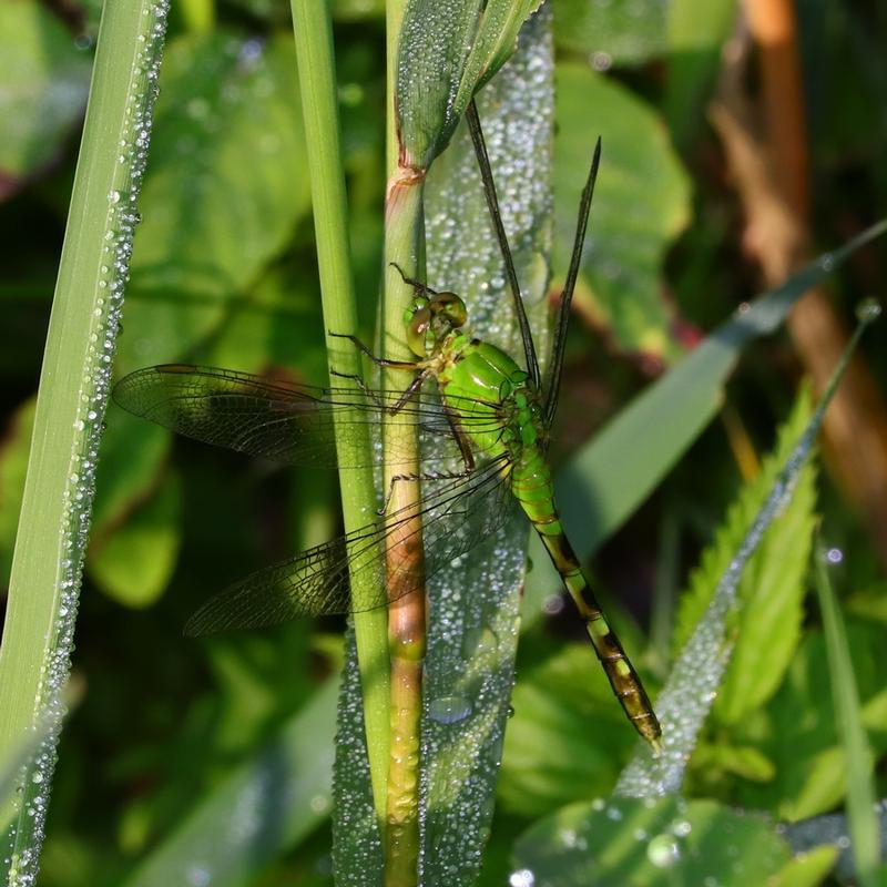 Photo of Eastern Pondhawk