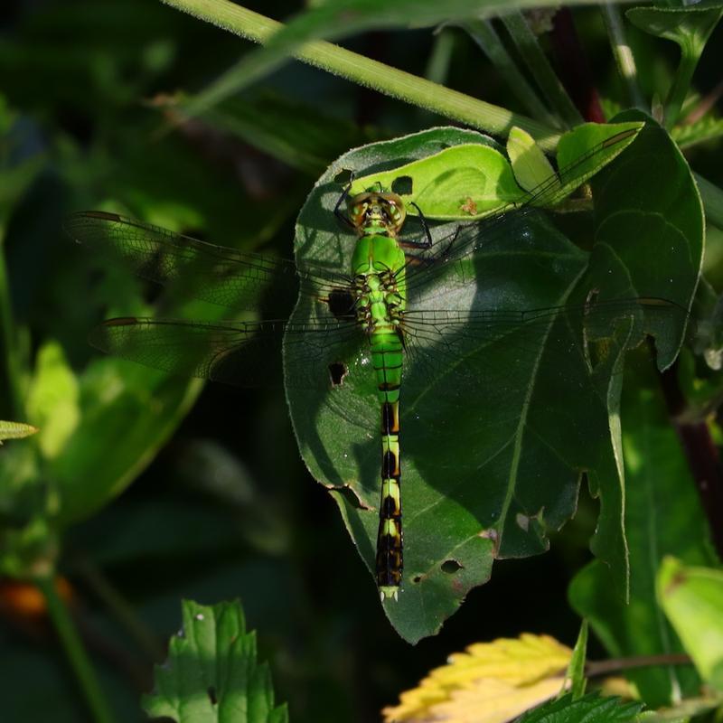Photo of Eastern Pondhawk