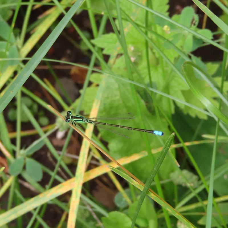 Photo of Eastern Forktail