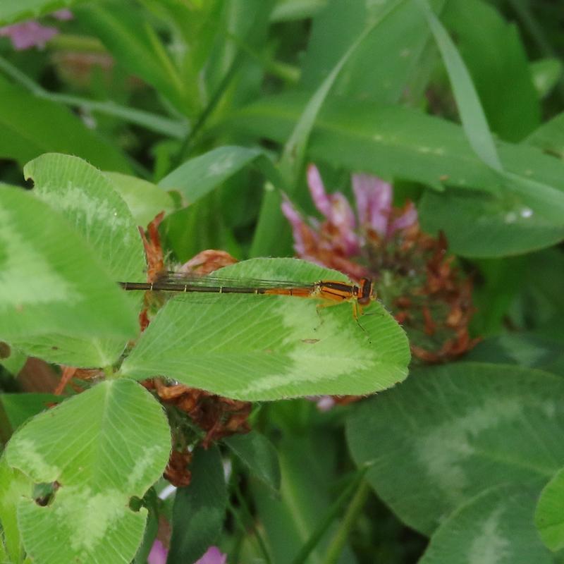 Photo of Eastern Forktail