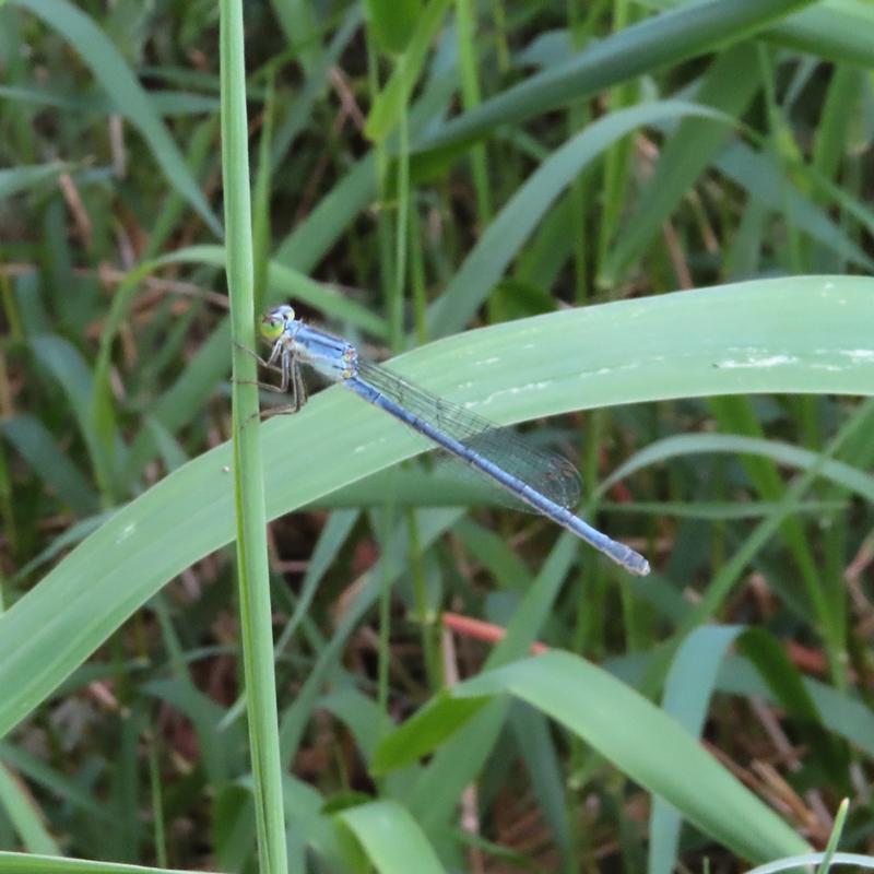 Photo of Eastern Forktail