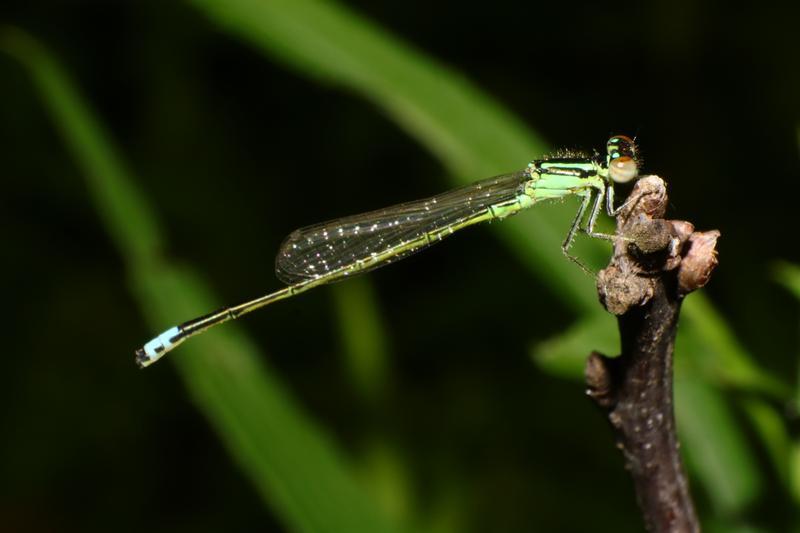 Photo of Eastern Forktail